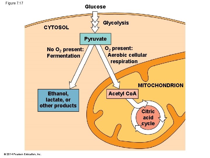 Figure 7. 17 Glucose CYTOSOL Glycolysis Pyruvate No O 2 present: Fermentation O 2