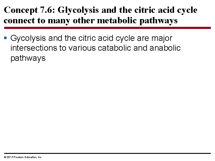 Concept 7. 6: Glycolysis and the citric acid cycle connect to many other metabolic