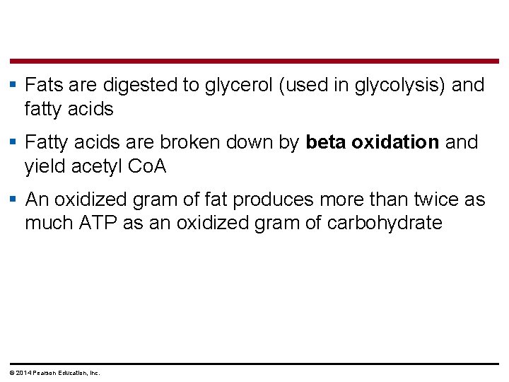 § Fats are digested to glycerol (used in glycolysis) and fatty acids § Fatty