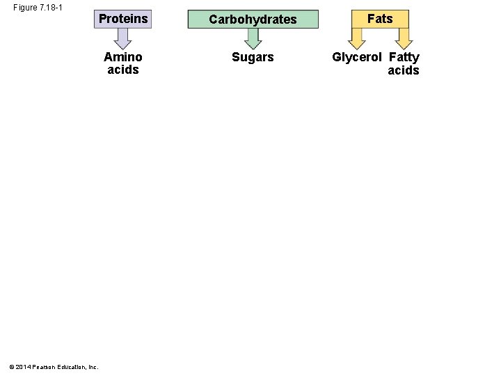 Figure 7. 18 -1 © 2014 Pearson Education, Inc. Proteins Carbohydrates Amino acids Sugars