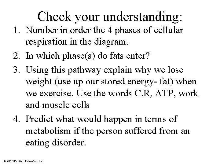 Check your understanding: 1. Number in order the 4 phases of cellular respiration in