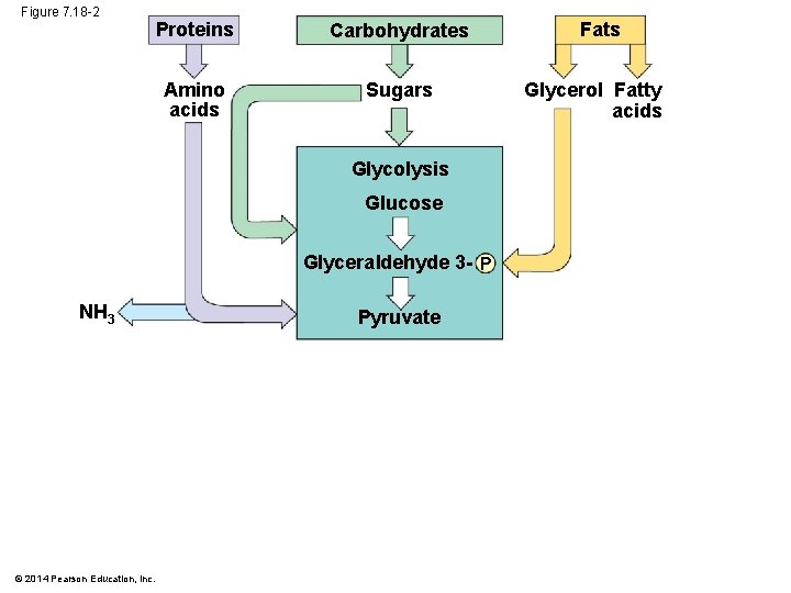 Figure 7. 18 -2 Proteins Carbohydrates Amino acids Sugars Glycolysis Glucose Glyceraldehyde 3 -