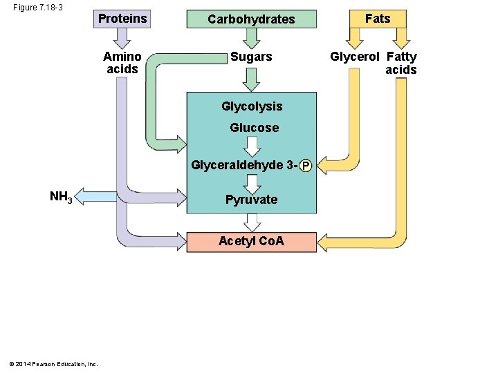 Figure 7. 18 -3 Proteins Carbohydrates Amino acids Sugars Glycolysis Glucose Glyceraldehyde 3 -