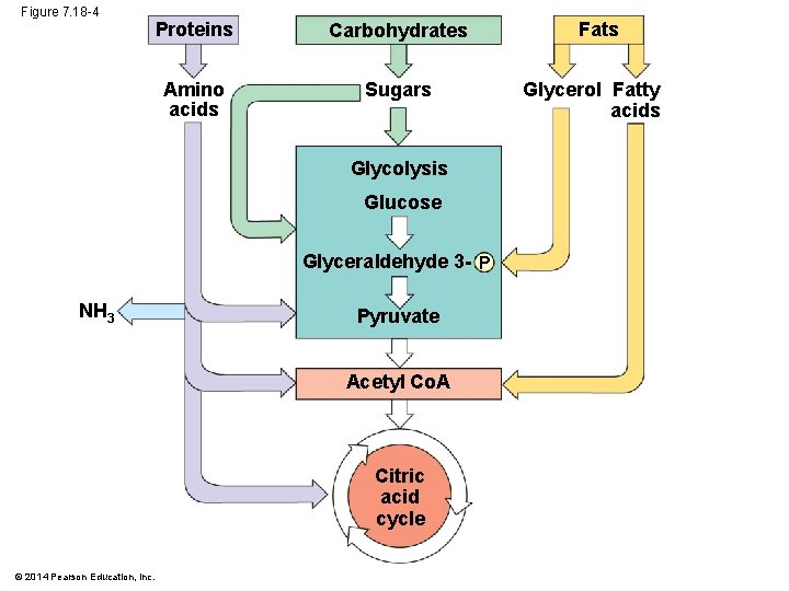 Figure 7. 18 -4 Proteins Carbohydrates Amino acids Sugars Glycolysis Glucose Glyceraldehyde 3 -