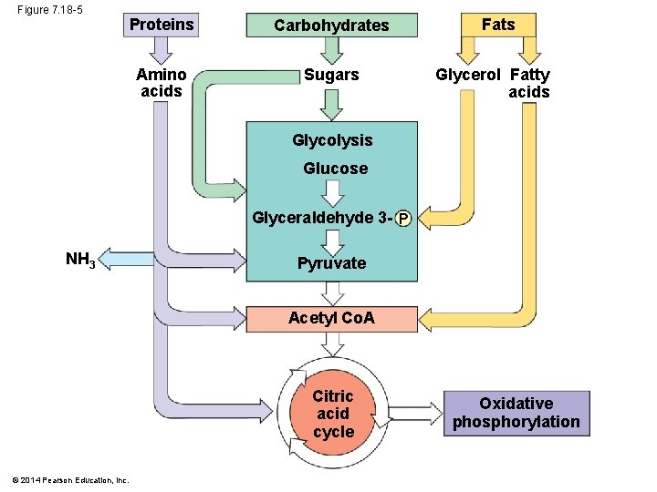 Figure 7. 18 -5 Proteins Carbohydrates Amino acids Sugars Fats Glycerol Fatty acids Glycolysis