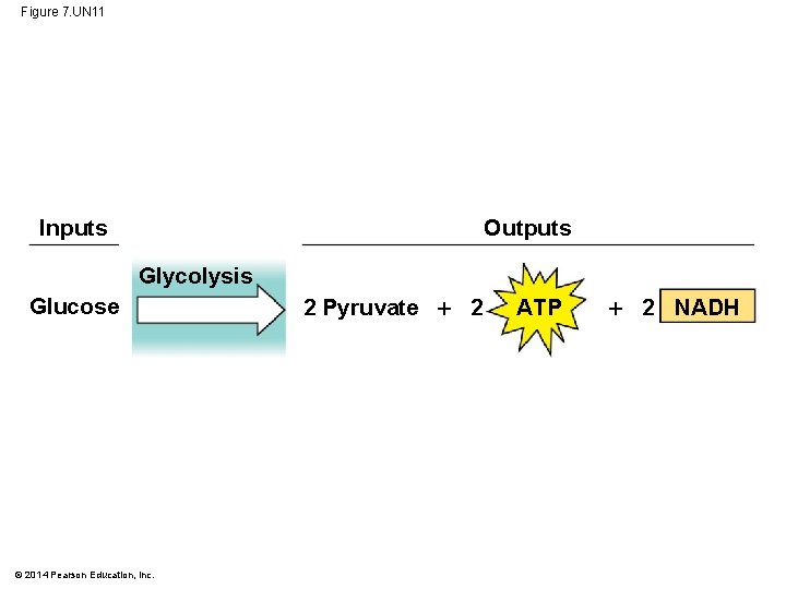 Figure 7. UN 11 Inputs Outputs Glycolysis Glucose © 2014 Pearson Education, Inc. 2