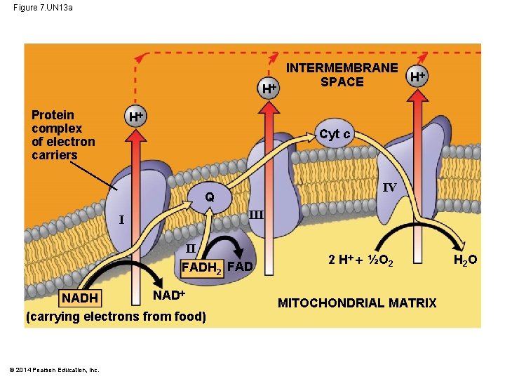 Figure 7. UN 13 a H Protein complex of electron carriers H Cyt c