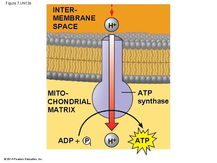 Figure 7. UN 13 b INTERMEMBRANE SPACE H ATP synthase MITOCHONDRIAL MATRIX ADP P