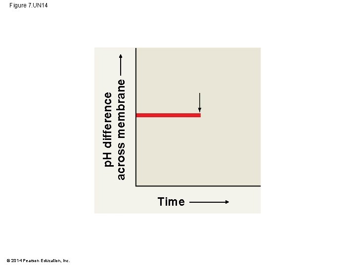 p. H difference across membrane Figure 7. UN 14 Time © 2014 Pearson Education,