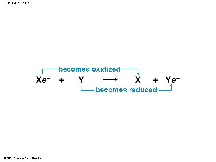 Figure 7. UN 02 becomes oxidized becomes reduced © 2014 Pearson Education, Inc. 