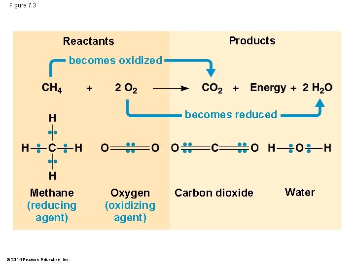 Figure 7. 3 Reactants Products becomes oxidized becomes reduced Methane (reducing agent) © 2014