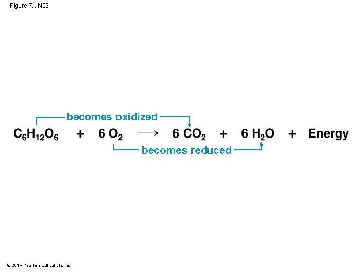 Figure 7. UN 03 becomes oxidized becomes reduced © 2014 Pearson Education, Inc. 