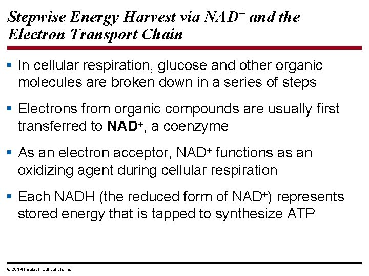 Stepwise Energy Harvest via NAD+ and the Electron Transport Chain § In cellular respiration,