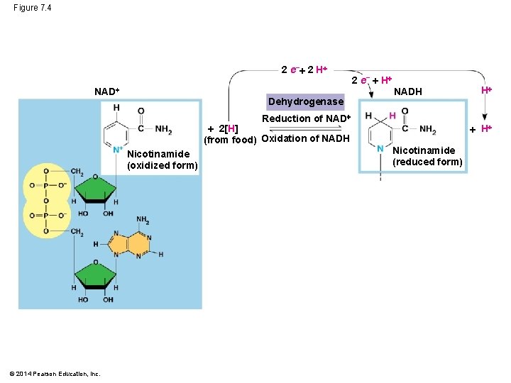 Figure 7. 4 2 e− 2 H NAD Dehydrogenase 2 e− H NADH Reduction