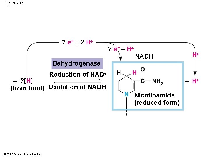 Figure 7. 4 b 2 e− 2 H Dehydrogenase 2 e− H NADH Reduction