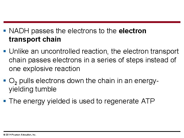 § NADH passes the electrons to the electron transport chain § Unlike an uncontrolled