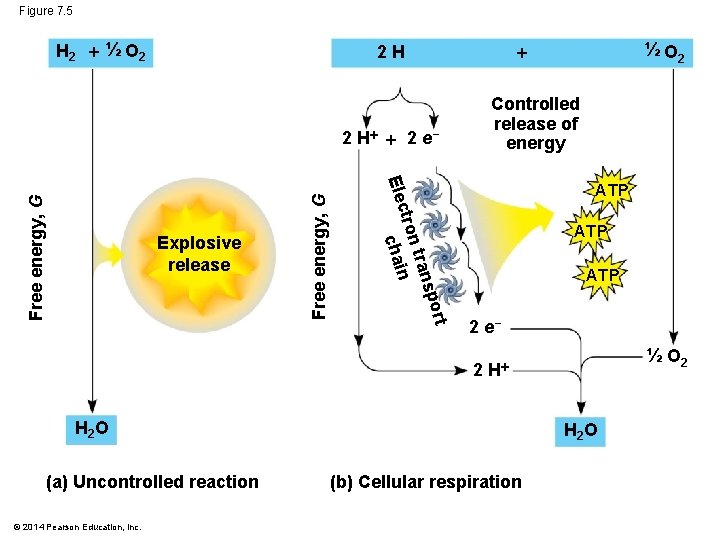 Figure 7. 5 H 2 ½ O 2 Controlled release of energy ATP tran
