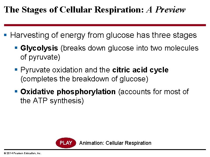 The Stages of Cellular Respiration: A Preview § Harvesting of energy from glucose has