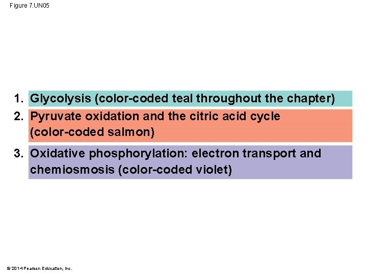 Figure 7. UN 05 1. Glycolysis (color-coded teal throughout the chapter) 2. Pyruvate oxidation