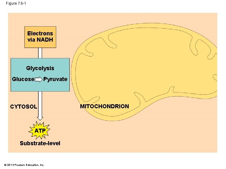 Figure 7. 6 -1 Electrons via NADH Glycolysis Glucose Pyruvate CYTOSOL ATP Substrate-level ©