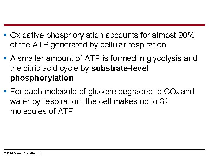 § Oxidative phosphorylation accounts for almost 90% of the ATP generated by cellular respiration