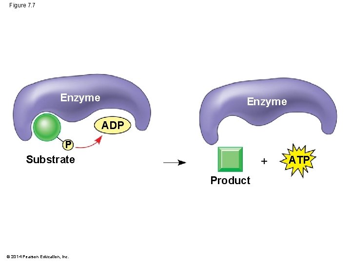 Figure 7. 7 Enzyme ADP P Substrate Product © 2014 Pearson Education, Inc. ATP
