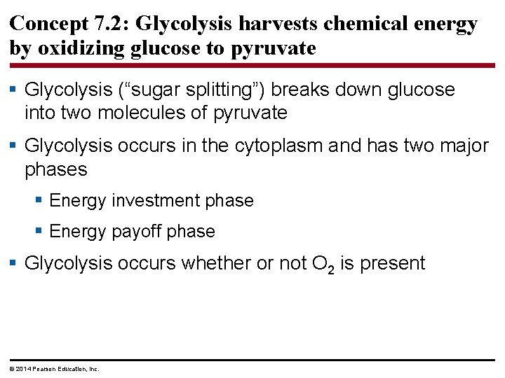 Concept 7. 2: Glycolysis harvests chemical energy by oxidizing glucose to pyruvate § Glycolysis