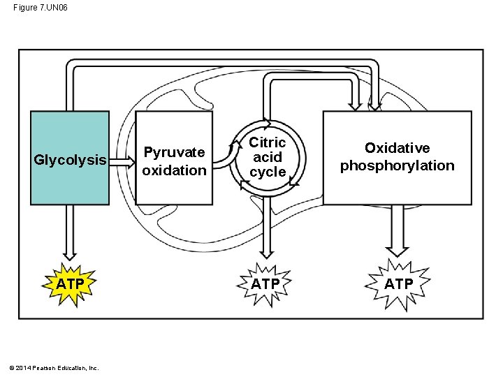 Figure 7. UN 06 Glycolysis ATP © 2014 Pearson Education, Inc. Pyruvate oxidation Citric