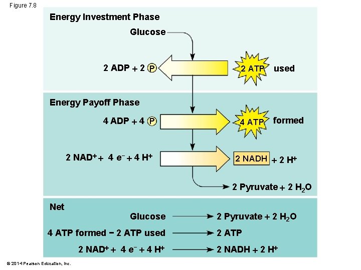 Figure 7. 8 Energy Investment Phase Glucose 2 ADP 2 P 2 ATP used