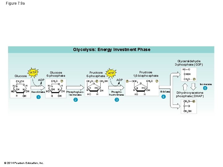 Figure 7. 9 a Glycolysis: Energy Investment Phase Glyceraldehyde 3 -phosphate (G 3 P)