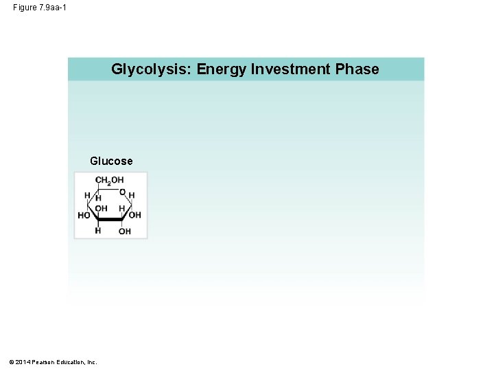 Figure 7. 9 aa-1 Glycolysis: Energy Investment Phase Glucose © 2014 Pearson Education, Inc.