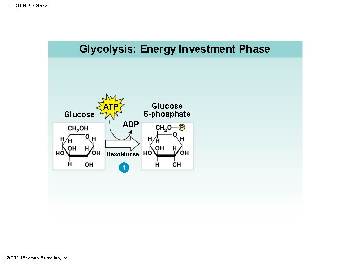 Figure 7. 9 aa-2 Glycolysis: Energy Investment Phase Glucose 6 -phosphate ATP ADP Hexokinase