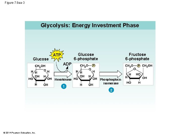 Figure 7. 9 aa-3 Glycolysis: Energy Investment Phase Glucose Fructose 6 -phosphate Glucose 6