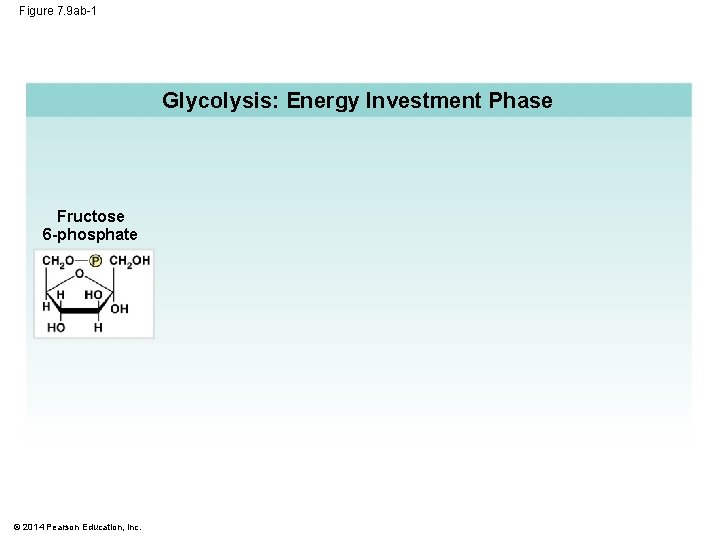 Figure 7. 9 ab-1 Glycolysis: Energy Investment Phase Fructose 6 -phosphate © 2014 Pearson