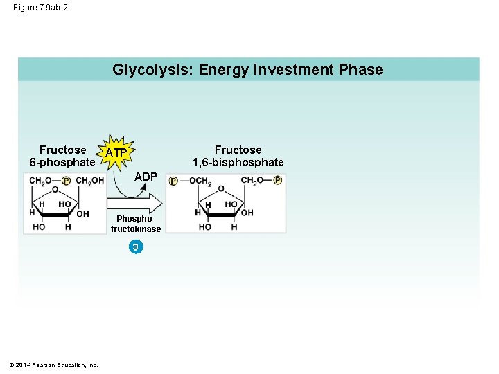 Figure 7. 9 ab-2 Glycolysis: Energy Investment Phase Fructose ATP 6 -phosphate Fructose 1,