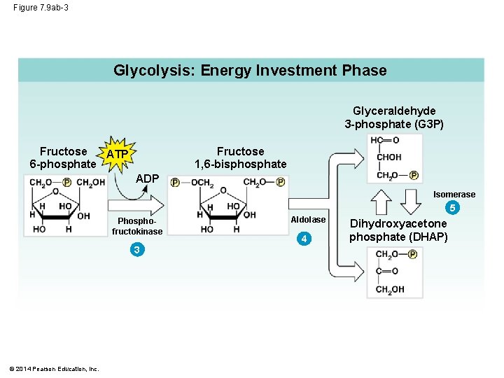 Figure 7. 9 ab-3 Glycolysis: Energy Investment Phase Glyceraldehyde 3 -phosphate (G 3 P)