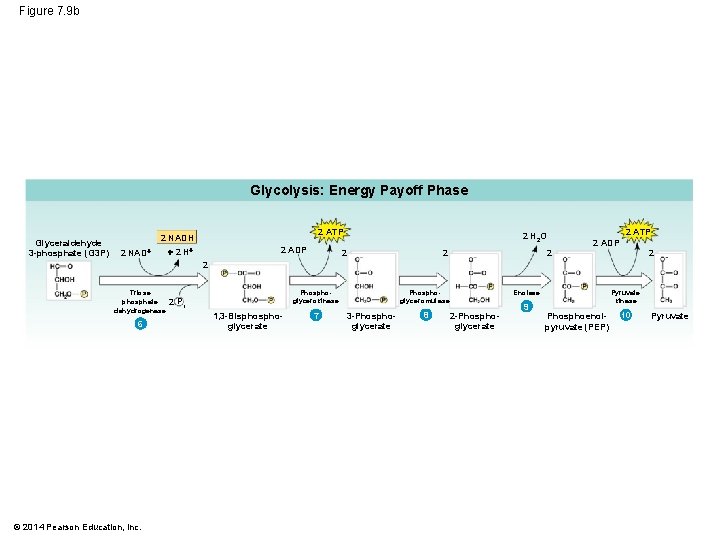 Figure 7. 9 b Glycolysis: Energy Payoff Phase Glyceraldehyde 3 -phosphate (G 3 P)