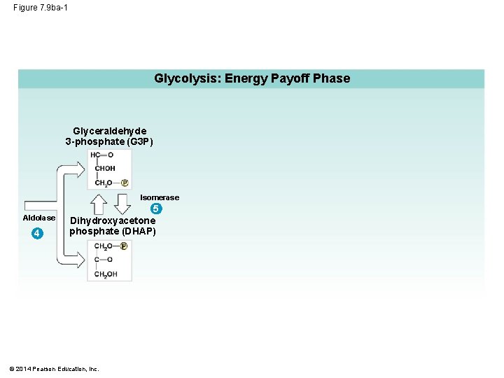 Figure 7. 9 ba-1 Glycolysis: Energy Payoff Phase Glyceraldehyde 3 -phosphate (G 3 P)