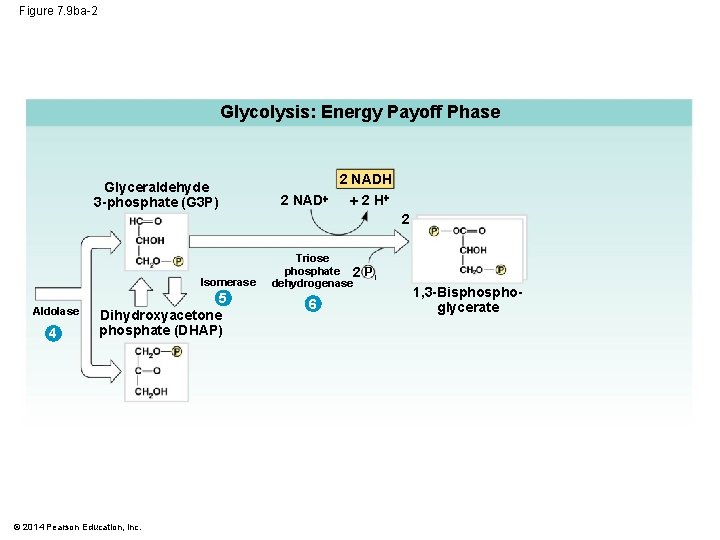 Figure 7. 9 ba-2 Glycolysis: Energy Payoff Phase Glyceraldehyde 3 -phosphate (G 3 P)