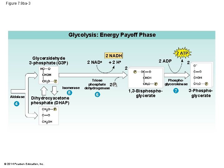 Figure 7. 9 ba-3 Glycolysis: Energy Payoff Phase Glyceraldehyde 3 -phosphate (G 3 P)