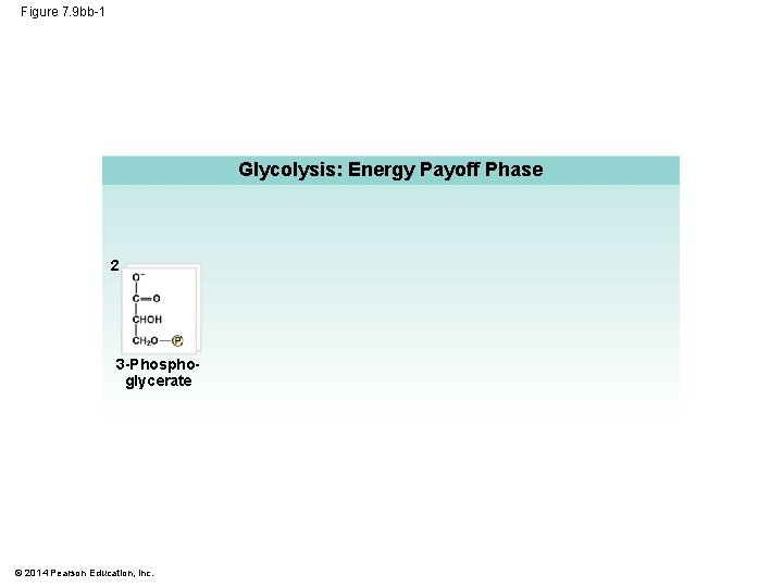 Figure 7. 9 bb-1 Glycolysis: Energy Payoff Phase 2 3 -Phosphoglycerate © 2014 Pearson