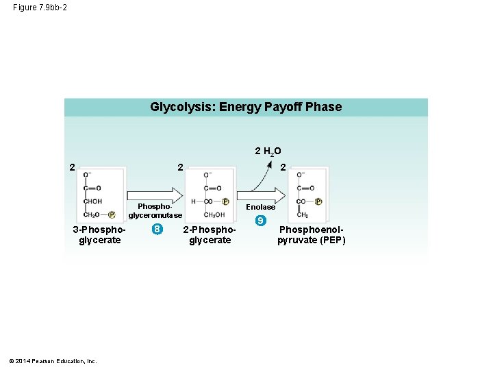 Figure 7. 9 bb-2 Glycolysis: Energy Payoff Phase 2 H 2 O 2 2