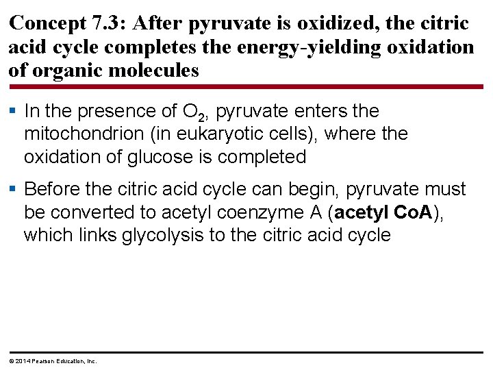 Concept 7. 3: After pyruvate is oxidized, the citric acid cycle completes the energy-yielding