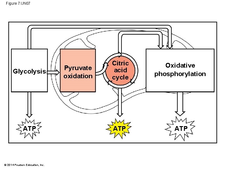 Figure 7. UN 07 Glycolysis ATP © 2014 Pearson Education, Inc. Pyruvate oxidation Citric