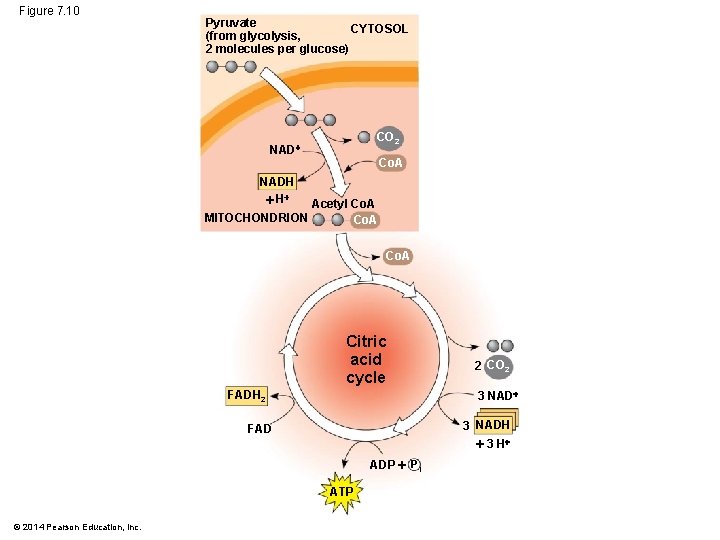 Figure 7. 10 Pyruvate CYTOSOL (from glycolysis, 2 molecules per glucose) CO 2 NADH