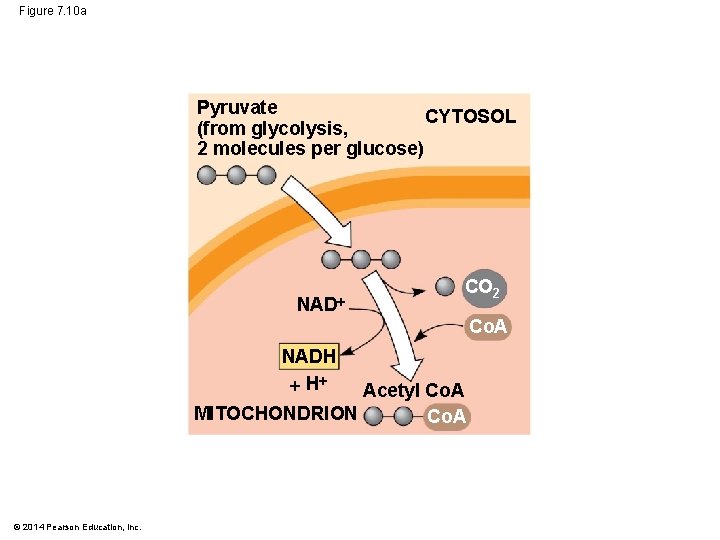 Figure 7. 10 a Pyruvate CYTOSOL (from glycolysis, 2 molecules per glucose) NAD CO