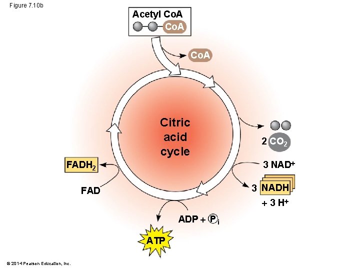 Figure 7. 10 b Acetyl Co. A Citric acid cycle 2 CO 2 3