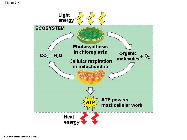Figure 7. 2 Light energy ECOSYSTEM CO 2 H 2 O Photosynthesis in chloroplasts