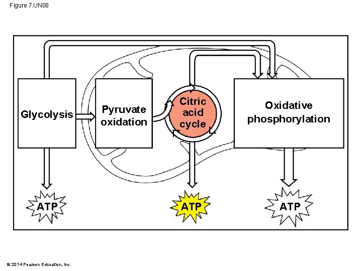 Figure 7. UN 08 Glycolysis ATP © 2014 Pearson Education, Inc. Pyruvate oxidation Citric
