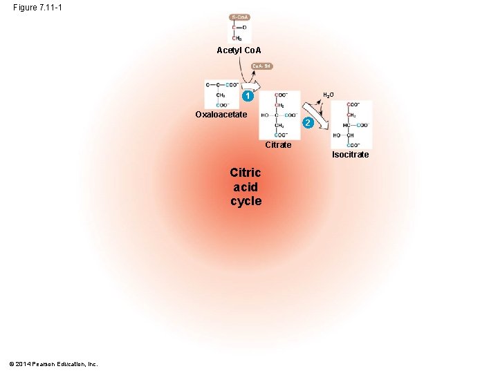 Figure 7. 11 -1 Acetyl Co. A-SH H 2 O 1 Oxaloacetate 2 Citrate